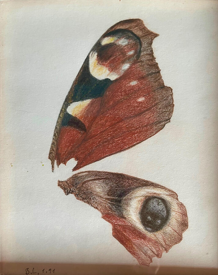 Tagpfauenauge 15 18 cm